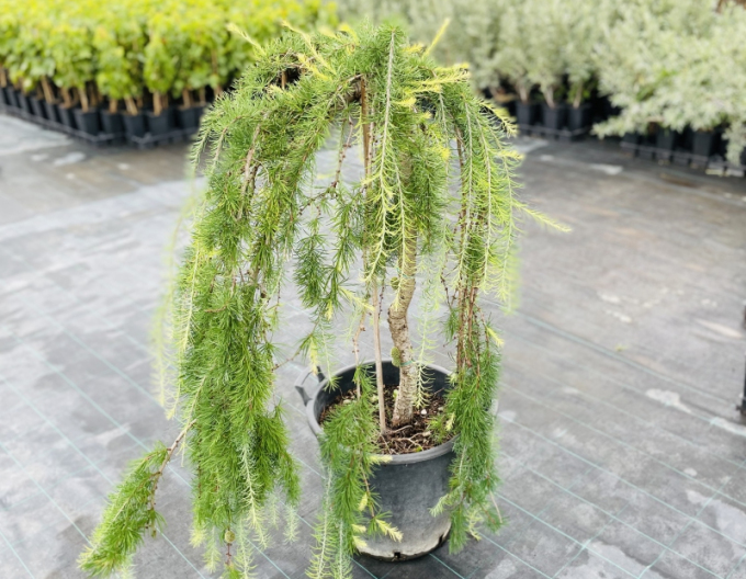 Larix plângâtor