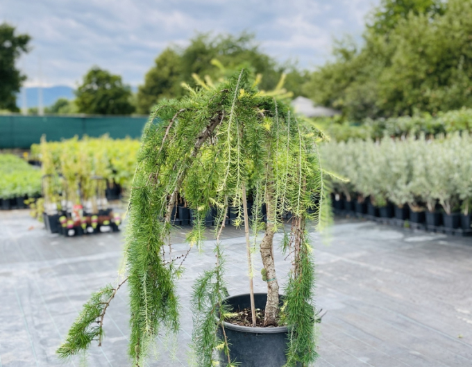 Larix plângâtor