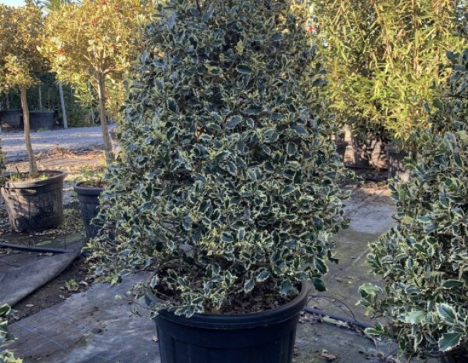 Ilex japonez-variegata-cono-forte