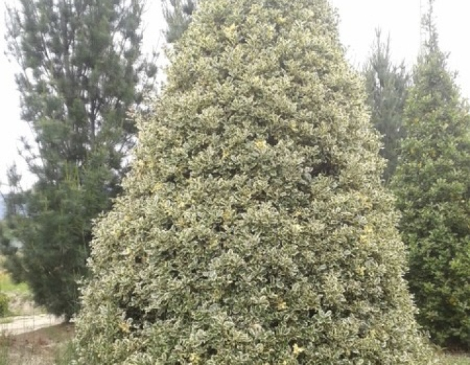 Ilex japonez-variegata-cono-forte