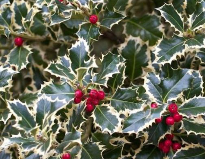 Ilex japonez-variegata-cono-forte