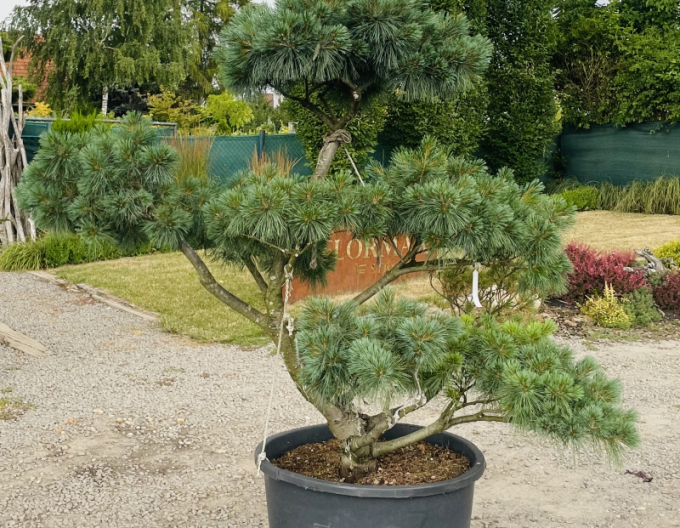 Pin  nana-bonsai