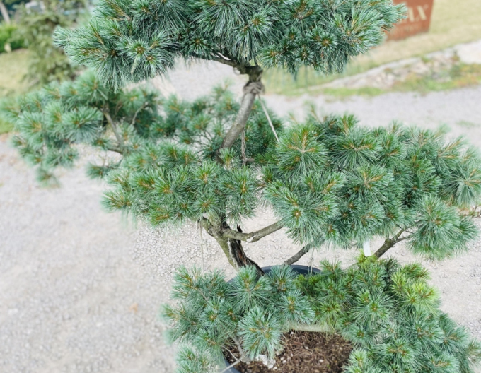 Pin  nana-bonsai