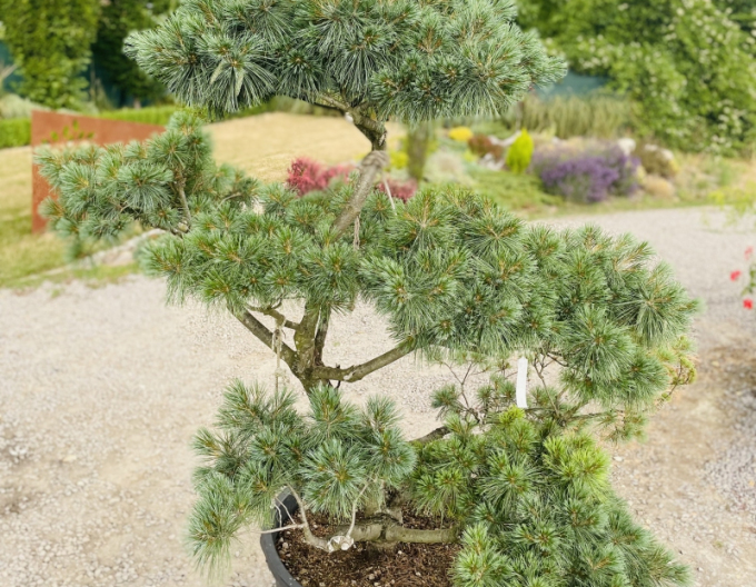 Pin  nana-bonsai