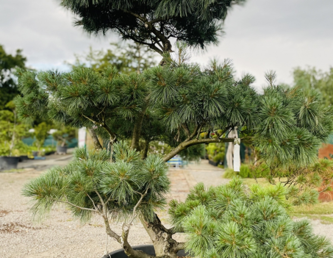 Pin  nana-bonsai