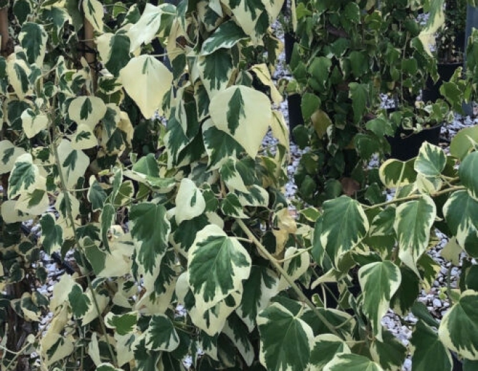 Iederă caucaziană ´Dentata Variegata´
