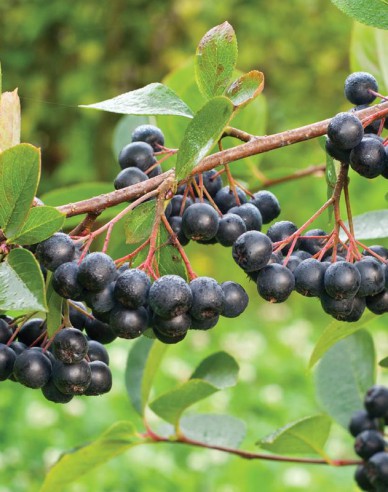 Aronia ´Hugin´