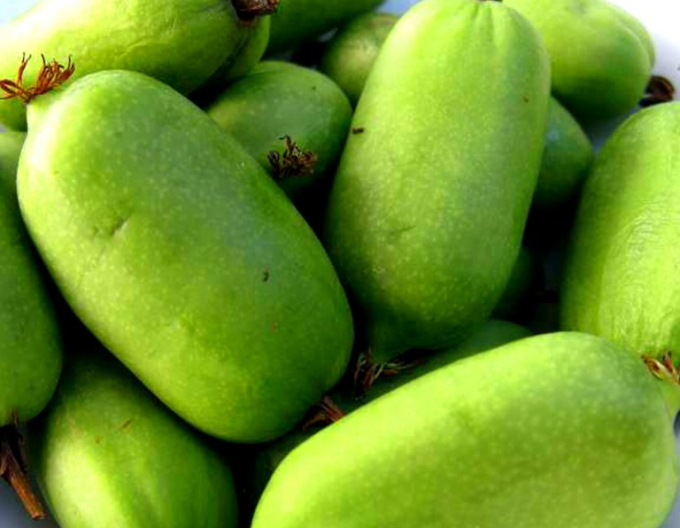 Mini kiwi PRINCE JUMBO mascul