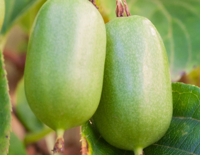 Mini kiwi SUPER JUMBO feminin