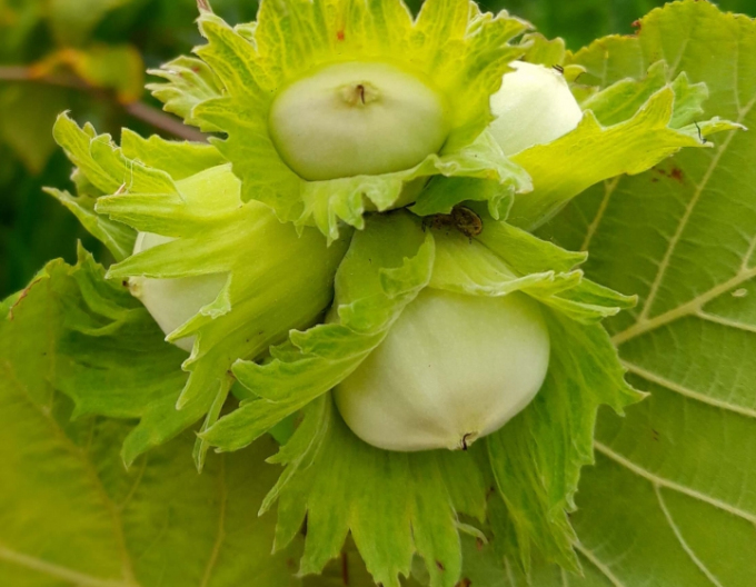 Alune comune ´Tonda Gentile´