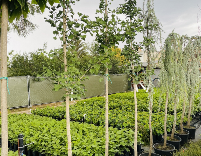 Ginko-pendula pe tulpină