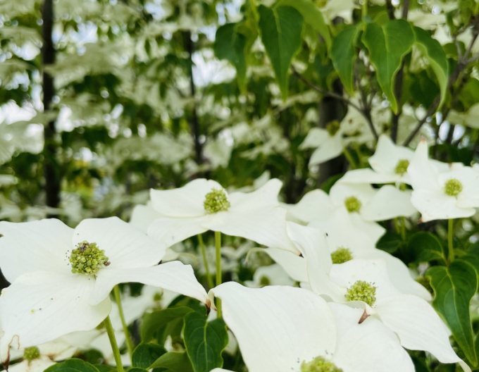 Cornus japonez-milky-way