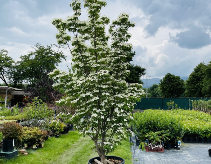 Cornus japonez-milky-way