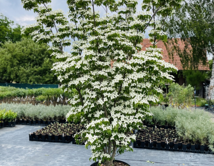 Cornus japonez-milky-way