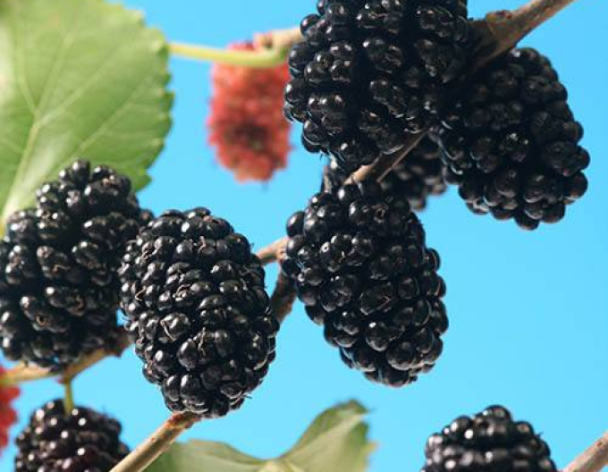Dud ´Mojo Berry´