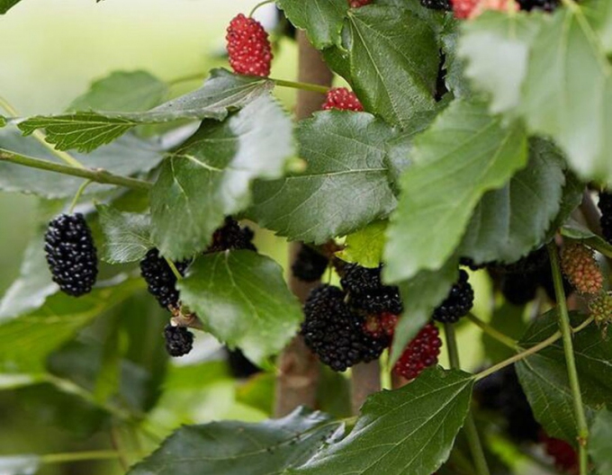 Dud ´Mojo Berry´