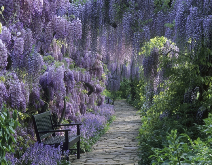 Wisteria înflorită ´Domino´