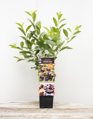Vișin pitic ’Carmine Jewell’ – tufă  5l