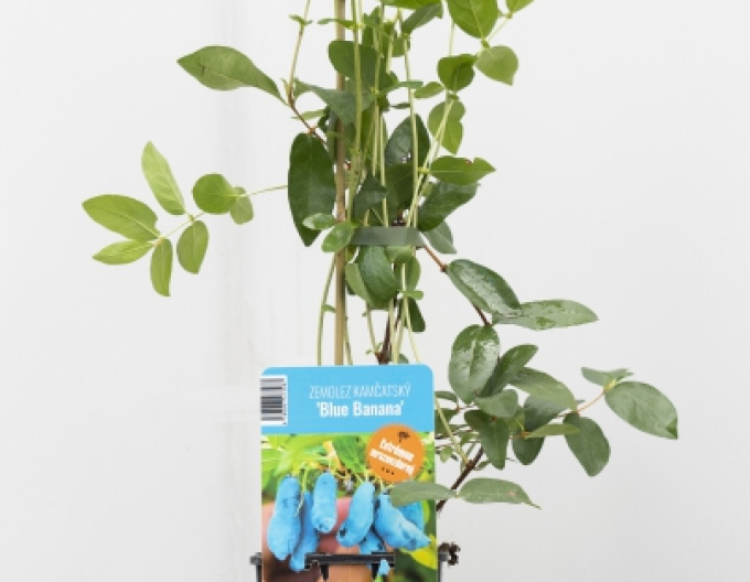 Cătină albastră de Kamceatka Blue Banana