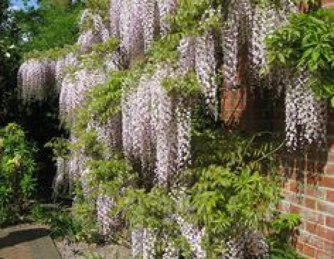 Wisteria înfloritoare ´Kuchi - Beni´