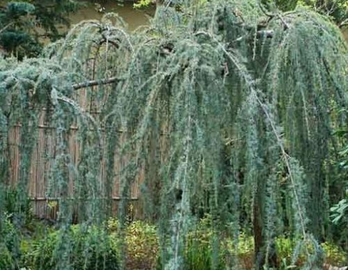 Cedru de Liban ´Glauca Pendula´