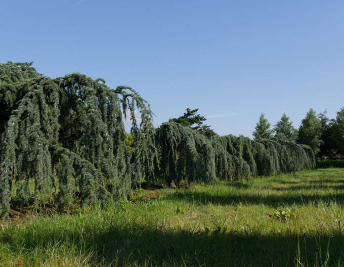 Cedru de Liban ´Glauca Pendula´