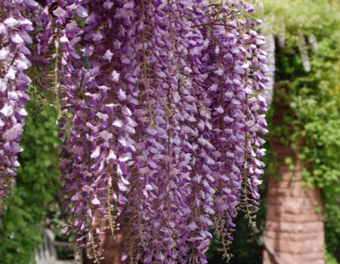 Wisteria înflorită "Ludwig Lawin