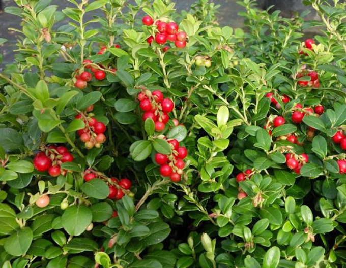 Merișor "Red Pearl