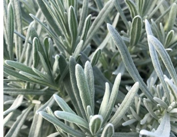 Lavanda cu frunze înguste Lavenite Magic Molten Silver