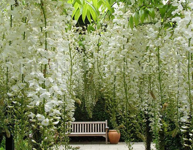 Wisteria înflorită ´Shiro-Noda´