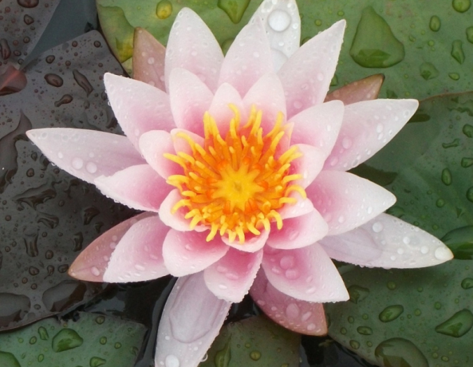 Nufăr ´Rose Arey´