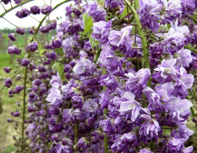 Wisteria înflorită ´Violacea Planea´