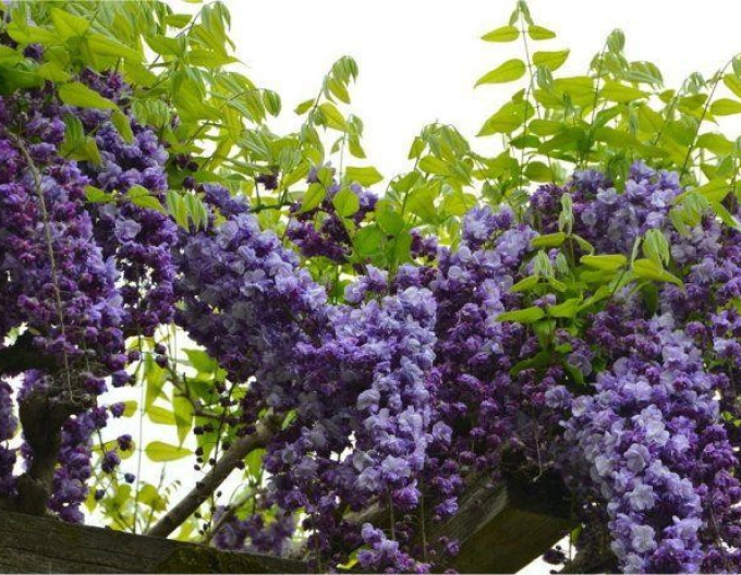 Wisteria înflorită ´Violacea Planea´