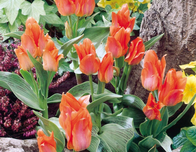 Lalea multiflora ´Orange Toronto´