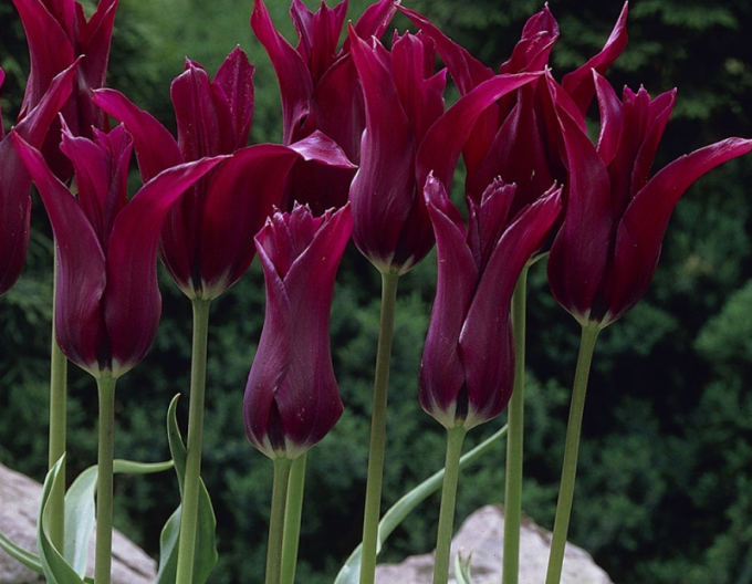 Lalea floarea de crin Burgundy