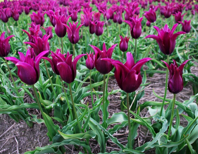 Lalea floarea de crin Burgundy