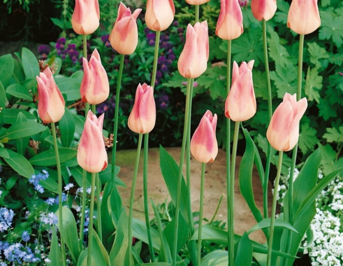 Lalea floarea de crin Elegant Lady