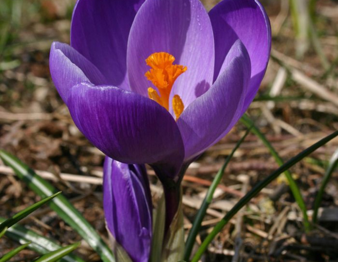 Brândusă ´Flower Record´