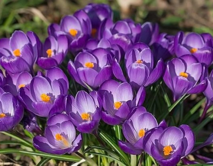 Brândusă ´Flower Record´