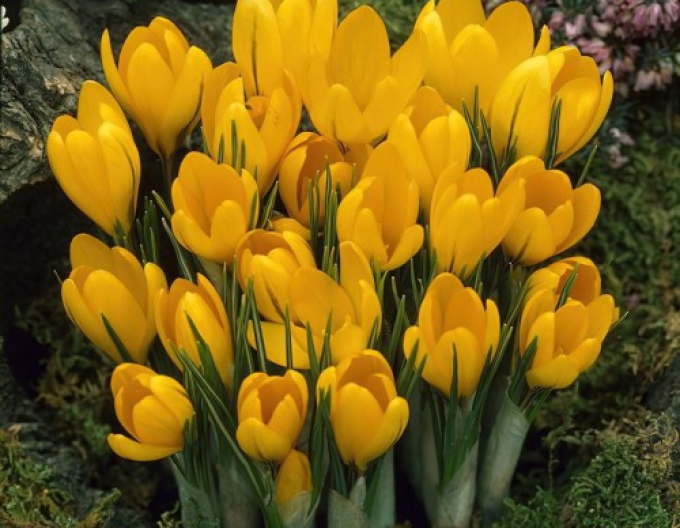 Brândușă cu flori mari ´Golden Yellow´