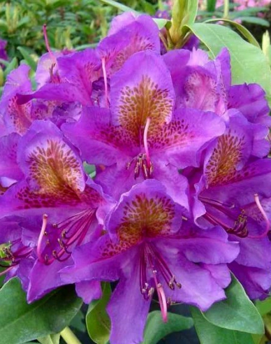 Rhododendron ´Marcel Menard´
