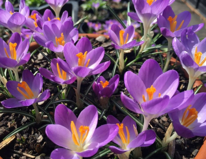 Brândușă "Barrs Purple