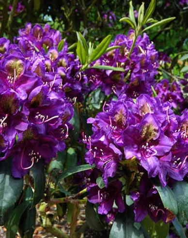Rhododendron ´Marcel Menard´