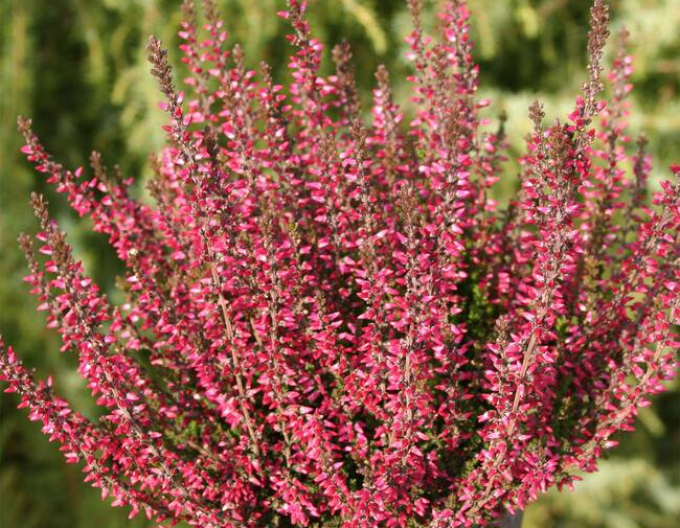 Iarbă neagră„erica„r Amethyst