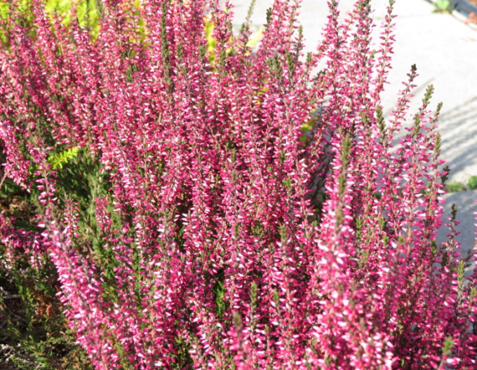 Iarbă neagră„erica„r Amethyst