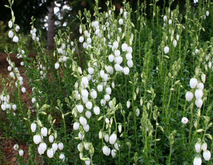 Daboecia cantabrica ´Alberta White´