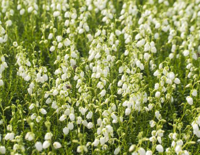 Daboecia cantabrica ´Alberta White´