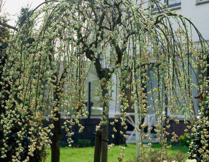 Salcie înaltă ´Kilmarnock´ pe o tulpină 100cm