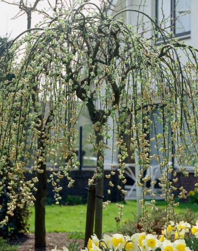 Salcie înaltă ´Kilmarnock´ pe o tulpină 80cm