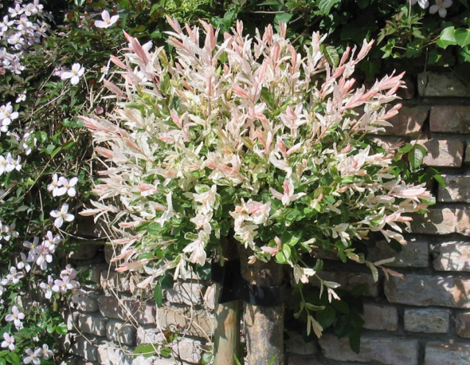 Salcie japoneză Hakuro-Nishiki 60cm